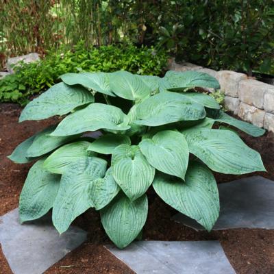 Hosta 'Jurassic Park'